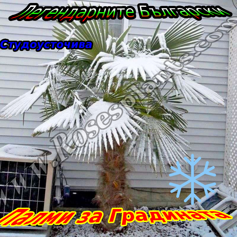 студоусточиви-палми-цена 