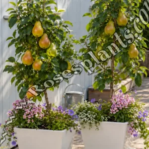 Джуджевидна круша Garden Pearl – Pyrus communis