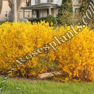 Форзиция – Forsythia