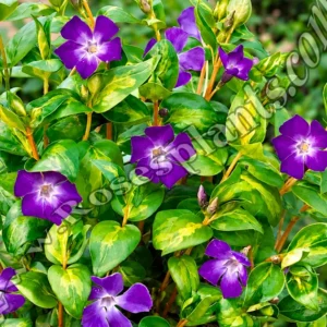 Голяма винка Макулата – Vinca major почвопокривно растение за сянка