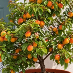 Кайсия джудже Унгарска – Prunus armeniaca
