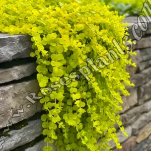 Лизимахия Голдилокс – златисто почвопокривно растение