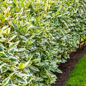 Пъстролистен дрян – Cornus alba Elegantissima