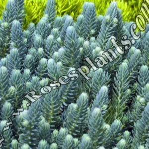 Седум Син Смърч – Sedum Blue Spruce