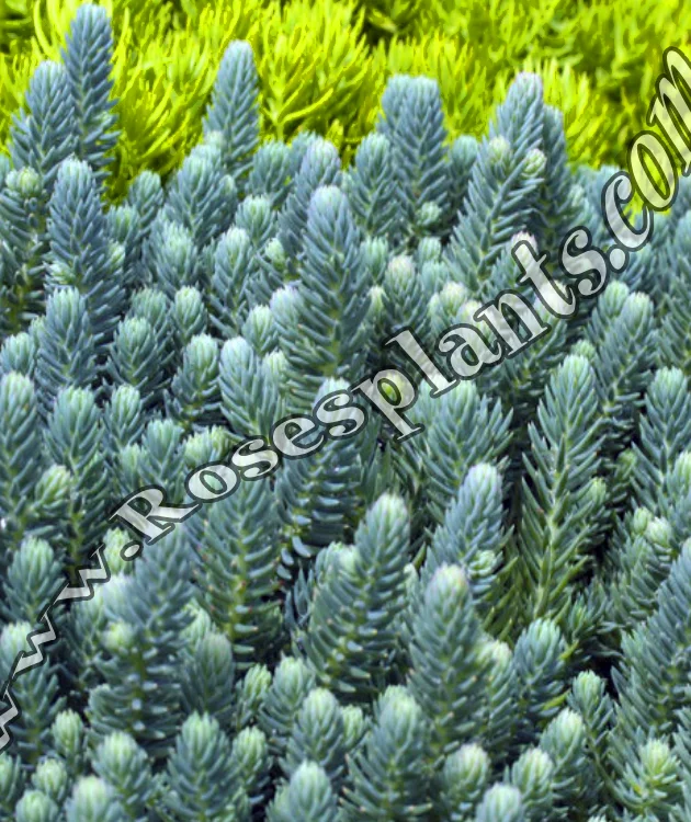Седум Син Смърч – Sedum Blue Spruce