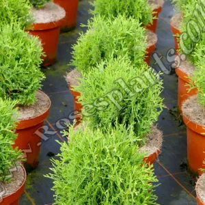 Туя Тайни Тим – Thuja occidentalis Tiny Tim