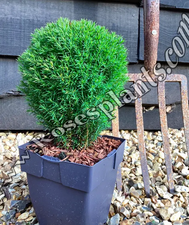 Туя Теди – Thuja occidentalis Teddy
