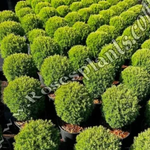 Туя Теди – Thuja occidentalis Teddy