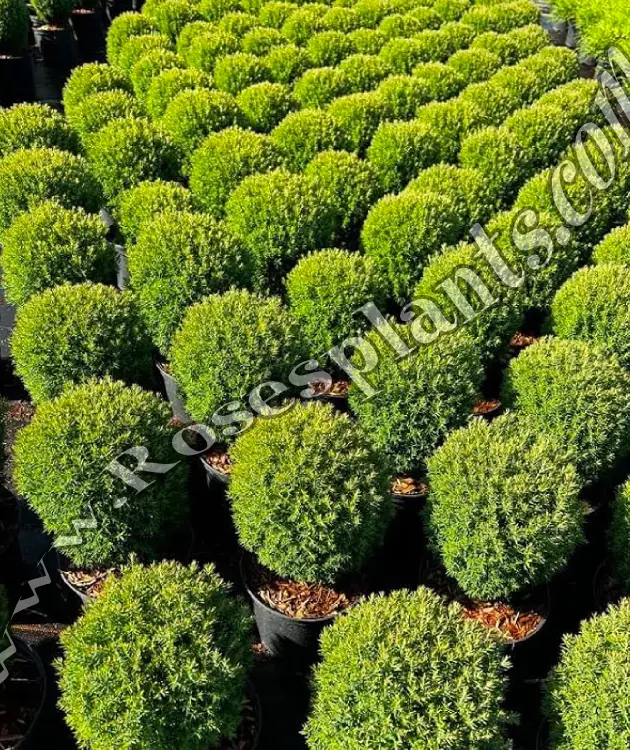 Туя Теди – Thuja occidentalis Teddy