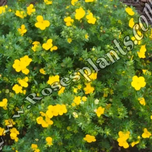 Жълта Потентила Клондайк – Potentilla fruticosa
