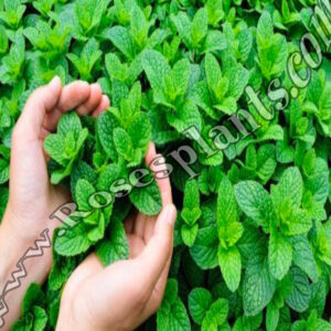 Силно ароматна мента – Mentha