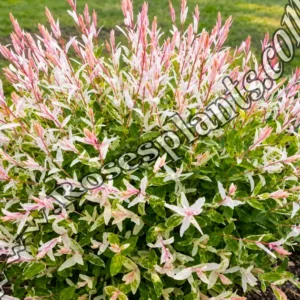 Японска върба Salix Hakuro Nishiki – декоративен храст с розово-бели пъстри листа