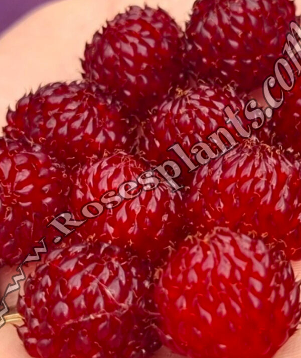 Малинова кула Raspberry Tower – компактна високодобивна малина за ...