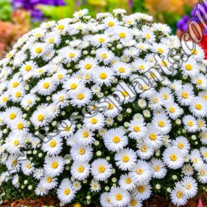 Астра Alpha White – бяла многогодишна астра за градината