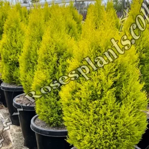 Златен Кипарис Goldcrest – Cupressus macrocarpa