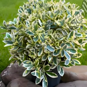 Евонимус Браво – Euonymus japonicus Bravo