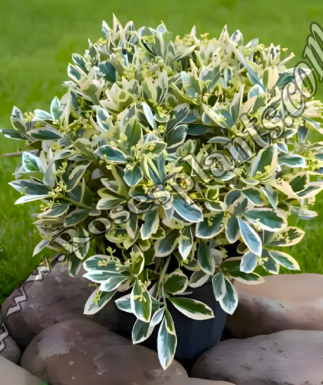 Евонимус Браво – Euonymus japonicus Bravo