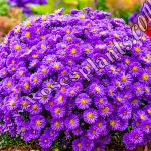 Лилав Астра Alpha Dark Purple – студоустойчив многогодишен астер