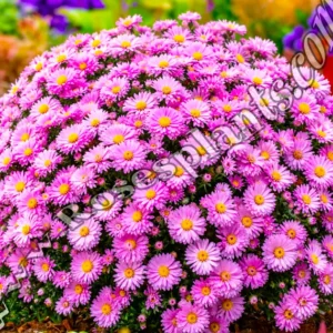 Розова астра Alpha Light Pink – многогодишна астра за градината