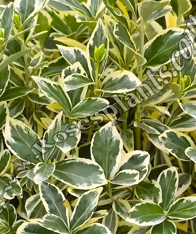 Евонимус Браво – Euonymus Bravo | Вечнозелен храст - Image 2
