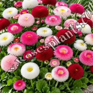 Кичести Парички Микс – Bellis perennis | Комплект 6 Растения