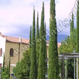 Кипарис Тотем – Cupressus sempervirens Totem