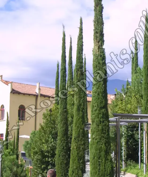 Кипарис Тотем – Cupressus sempervirens Totem