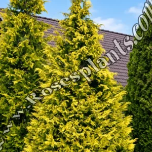 Лъжекипарис Алумимголд – Chamaecyparis lawsoniana Alumigold