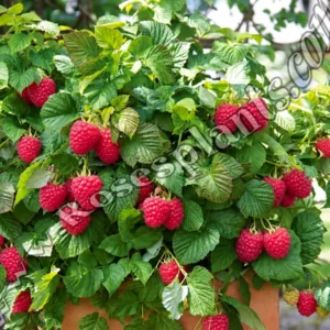 Малина Bon Bon Berry – джудже с едри малини