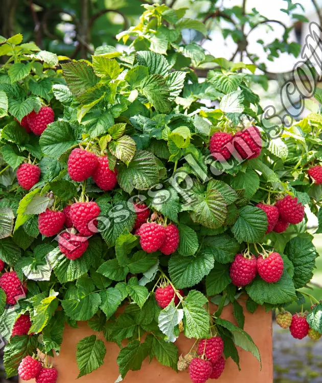 Малина Bon Bon Berry – джудже с едри малини