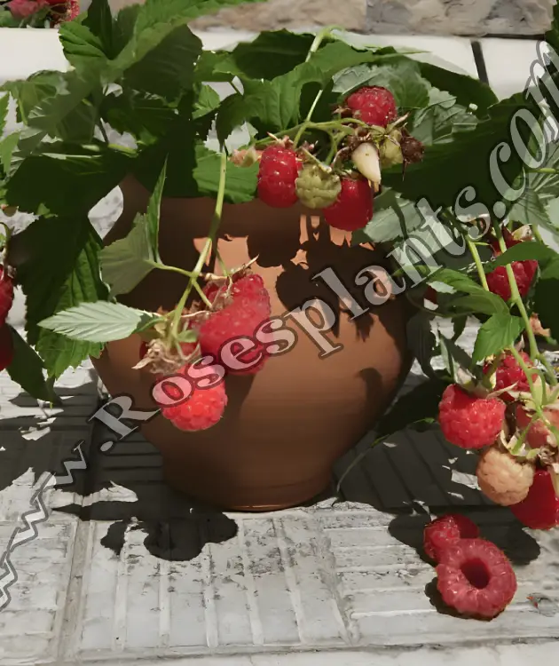 Малина джудже Bon Bon Berry