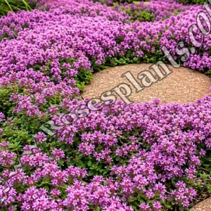 Мащерка Силно Ароматна – Thymus serpyllum