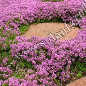 Мащерка Силно Ароматна – Thymus serpyllum