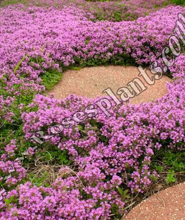 Мащерка Силно Ароматна – Thymus serpyllum