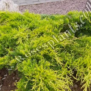 Златна Хвойна – Juniperus Old Gold